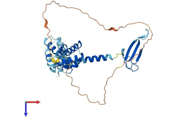 TCEA3 Protein (AA 1-347) (His tag)