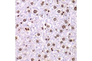 Immunohistochemistry of paraffin-embedded mouse liver using SSRP1 antibody. (SSRP1 Antikörper  (AA 1-300))