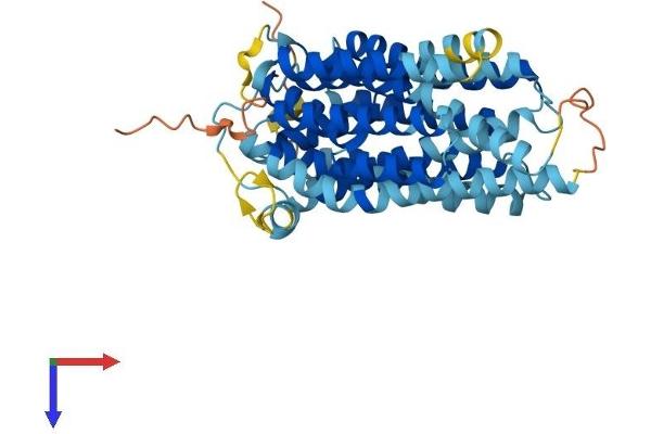 SLC46A1 Protein (AA 1-459) (His tag)