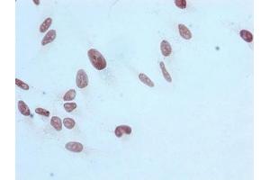 Immunocytochemistry analysis of ABIN7127303 diluted at 1:100 and staining in Hela cells performed on a Leica BondTM system. (Rekombinanter HIST1H3A Antikörper  (H3R17me))