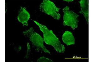 Immunofluorescence (IF) image for anti-phospholipase C, gamma 1 (PLCG1) (AA 1192-1291) antibody (ABIN562265)