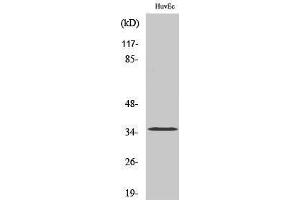 Western Blotting (WB) image for anti-Olfactory Receptor, Family 7, Subfamily C, Member 2 (OR7C2) (Internal Region) antibody (ABIN6281712)