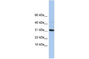 Western Blotting (WB) image for anti-Chromosome 9 Open Reading Frame 153 (C9orf153) antibody (ABIN2459746) (C9orf153 Antikörper)