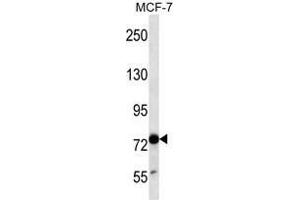 TLE4 Antibody (N-term) western blot analysis in MCF-7 cell line lysates (35 µg/lane).