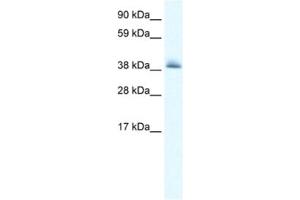 Western Blotting (WB) image for anti-Potassium Channel Tetramerisation Domain Containing 13 (KCTD13) antibody (ABIN2461164)