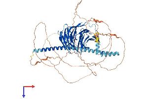 TLE1 Protein (AA 1-770) (His tag)