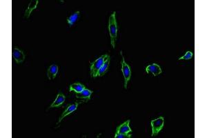 Immunofluorescence (IF) image for anti-CD4 (CD4) (AA 21-193) antibody (ABIN7173887)