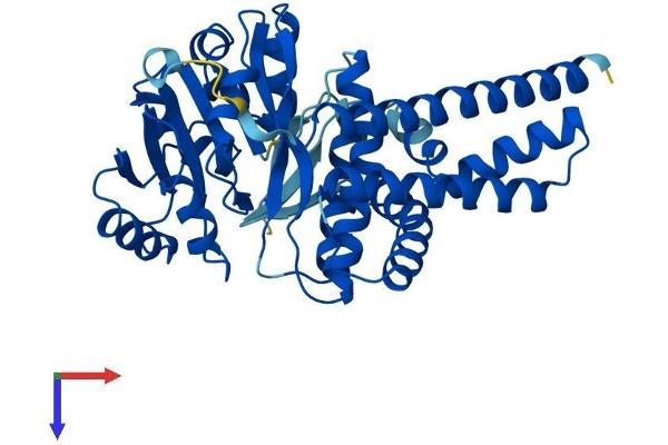 UGCG Protein (AA 1-394) (His tag)