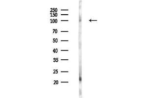 anti-Mannosidase, beta A, Lysosomal (MANBA) antibody