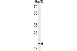 Western Blotting (WB) image for anti-Geminin, DNA Replication Inhibitor (GMNN) antibody (ABIN3002270) (Geminin Antikörper)