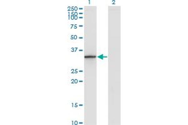DHRS9 antibody  (AA 1-319)