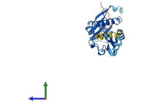 Protein Structure (PS) image for N-Acetyltransferase 15 (NAT15) (AA 1-242) protein (His tag) (ABIN7561302)