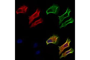 ABIN6264200 and ABIN6272927 staining Hela cells by IF/ICC.