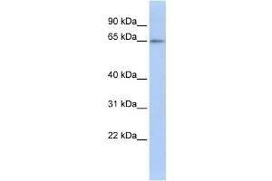 Western Blotting (WB) image for anti-Zinc Finger Protein 619 (ZNF619) antibody (ABIN2458226) (ZNF619 Antikörper)