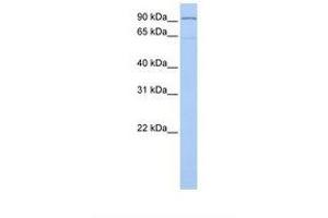 Image no. 1 for anti-Leucine-Zipper-Like Transcription Regulator 1 (LZTR1) (N-Term) antibody (ABIN6737855) (LZTR1 Antikörper  (N-Term))