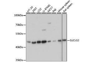 Western blot analysis of extracts of various cell lines, using SUCLG2 antibody. (SUCLG2 Antikörper  (AA 50-300))