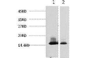 Western blot analysis of 1) Human Milk, 2) Milk, diluted at 1:3000.