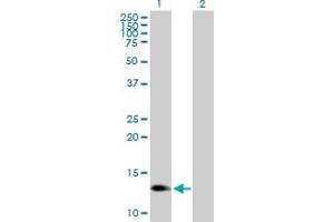 Western Blot analysis of PROK1 expression in transfected 293T cell line by PROK1 MaxPab polyclonal antibody. (Prokineticin 1 Antikörper  (AA 1-105))