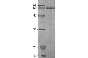 Validation with Western Blot (GFRA2 Protein (Transcript Variant 2))