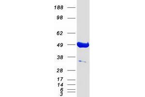 Western Blotting (WB) image for Protein Kinase C and Casein Kinase Substrate in Neurons 3 (PACSIN3) protein (Myc-DYKDDDDK Tag) (ABIN2728121)