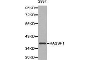 Western Blotting (WB) image for anti-Ras Association (RalGDS/AF-6) Domain Family Member 1 (RASSF1) antibody (ABIN1874555) (RASSF1 Antikörper)