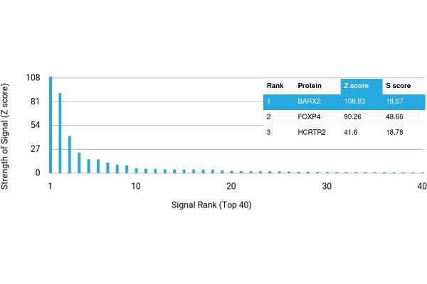 BARX Homeobox 2 Antikörper