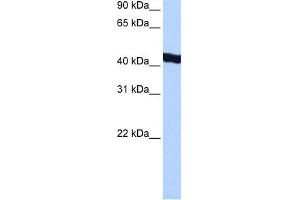 WB Suggested Anti-GTF2A1L Antibody Titration:  0.