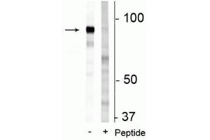 Western blot of 3T3 cell lysate showing specific immunolabeling of the ~83 kDa FAM129B protein phosphorylated at Ser679/683 in the first lane (-). (MEG3 Antikörper  (pSer679, pSer683))