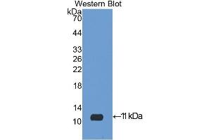 Western Blotting (WB) image for anti-Insulin-Like Growth Factor 2 (IGF2) (AA 25-91) antibody (ABIN3209572) (IGF2 Antikörper  (AA 25-91))