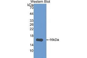 Western Blotting (WB) image for anti-Interleukin 17F (IL17F) (AA 31-163) antibody (ABIN1175238)