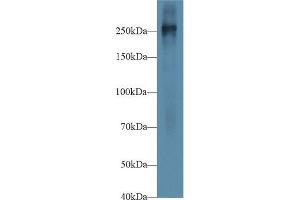 Western blot analysis of Mouse Placenta lysate, using Mouse FN Antibody (1 µg/ml) and HRP-conjugated Goat Anti-Rabbit antibody ( (Fibronectin Antikörper  (AA 2117-2236))