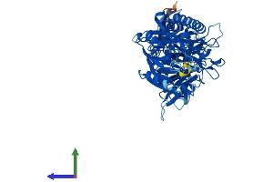 Protein Structure (PS) image for Peptidyl Arginine Deiminase, Type II (PADI2) (AA 1-673) protein (His tag) (ABIN7556924)