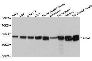 Western blot analysis of extracts of various cell lines, using ENO2 antibody. (ENO2/NSE Antikörper  (AA 195-434))