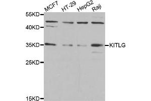 Western blot analysis of extracts of various cell lines, using KITLG antibody (ABIN5974992) at 1/1000 dilution. (KIT Ligand Antikörper)