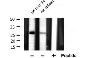 Western blot analysis of MRPL16 expression in various lysates (MRPL16 Antikörper  (Internal Region))