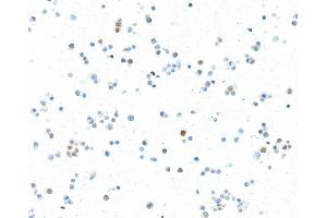 Immunocytochemistry (ICC) image for anti-Transcription Factor MafA (MAFA) (AA 125-175) antibody (ABIN7449538) (Rekombinanter MAFA Antikörper  (AA 125-175))
