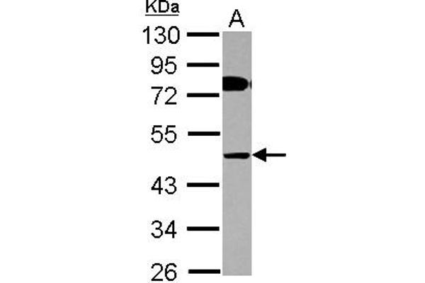 COLQ Antikörper  (AA 248-455)