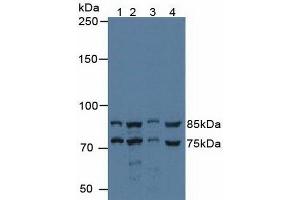 Western blot analysis of (1) Human 293T Cells, (2) Human HeLa cells, (3) Porcine Liver Tissue and (4) Porcine Kidney Tissue. (Protein Red (IK) (AA 1-192) Antikörper)