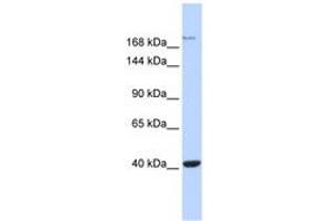 Image no. 1 for anti-Glutamate Receptor, Ionotropic, N-Methyl D-Aspartate 2a (GRIN2A) (AA 1115-1164) antibody (ABIN6742541) (NMDAR2A Antikörper  (AA 1115-1164))
