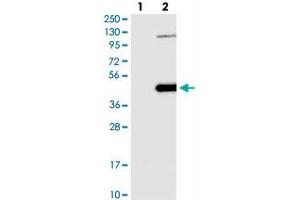 Western blot analysis of Lane 1: Negative control (vector only transfected HEK293T lysate), Lane 2: Over-expression Lysate (Co-expressed with a C-terminal myc-DDK tag (~3. (NSUN3 Antikörper)