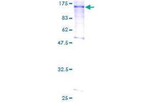 SDS-PAGE (SDS) image for L(3)mbt-Like 1 (L3MBTL1) (AA 1-772) protein (GST tag) (ABIN1309095) (L3MBTL1 Protein (AA 1-772) (GST tag))