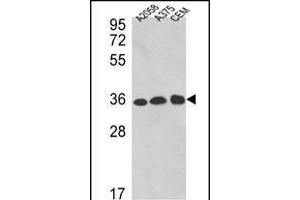 Western blot analysis of GDH Antibody (C-term ) 7873b in , , CEM cell line lysates (35 μg/lane). (GAPDH Antikörper  (C-Term))