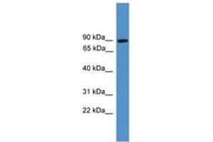 Image no. 1 for anti-Zinc Finger, BED-Type Containing 1 (ZBED1) (C-Term) antibody (ABIN6745442)
