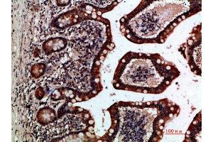 Immunohistochemical analysis of paraffin-embedded human-small-intestine, antibody was diluted at 1:200 (GREM2 Antikörper  (AA 71-120))