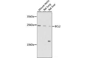 Western blot analysis of extracts of various cells using Bcl-2 Polyclonal Antibody at dilution of 1:1000. (Bcl-2 Antikörper)