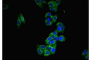 Immunofluorescent analysis of HepG2 cells using ABIN7165446 at dilution of 1:100 and Alexa Fluor 488-congugated AffiniPure Goat Anti-Rabbit IgG(H+L) (FAM171B Antikörper  (AA 59-353))