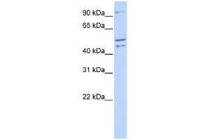WB Suggested Anti-CLOCK Antibody Titration:  0. (CLOCK Antikörper  (N-Term))