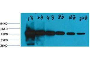 Western Blot (WB) analysis of HeLa, with beta-tubulin-HRP Conjugated diluted at 1:10,000, 20,000, 40,000, 80,000, 160,000, 320,000. (TUBB Antikörper  (HRP))