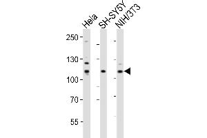 Western blot analysis of lysates from Hela. (EPH Receptor B3 Antikörper  (AA 350-382))