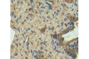 IHC-P analysis of Mouse Tissue, with DAB staining. (Granzyme D Antikörper  (AA 33-245))